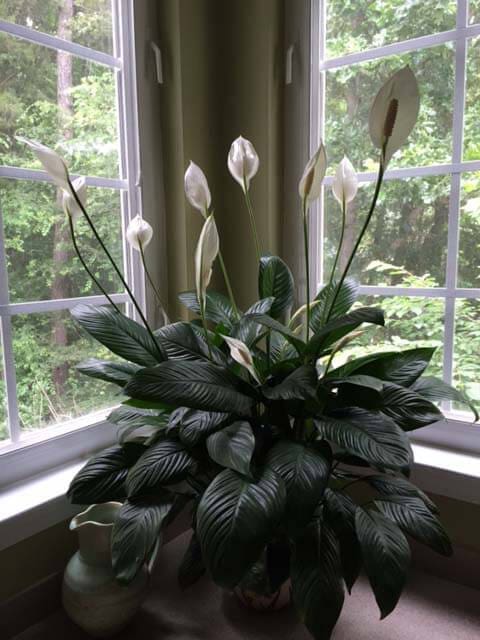 Peace Lily Plant grown as a houseplant