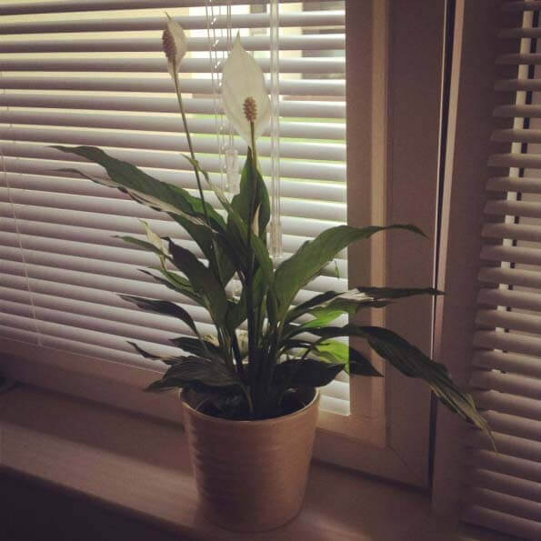 Peace Lily in a shielded window ledge