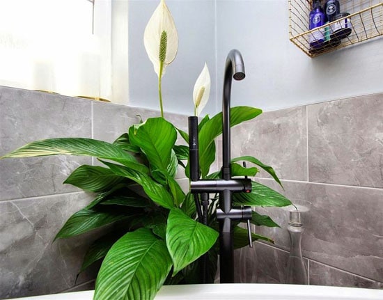 Peace Lily over a bathtub growing over the taps