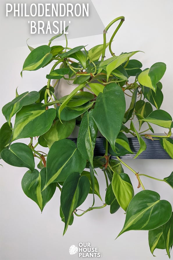 Philodendron brasil growing on the end of a dark brown shelf