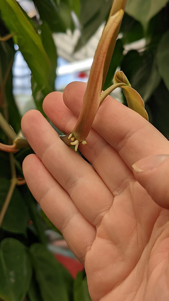 philodendron brasil stem with roots forming from a node suitable for propagation