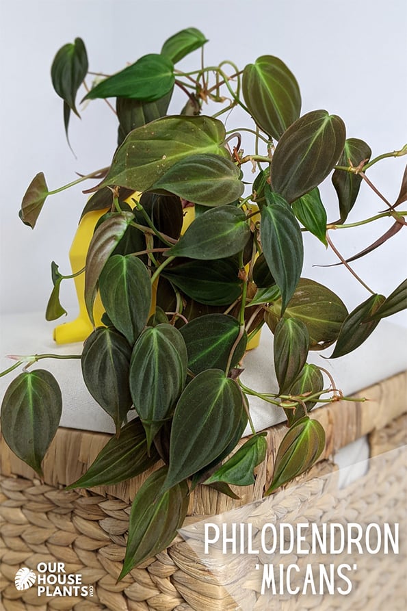 A Philodendron hederaceum micans plant on a wicker basket with white walls in the background