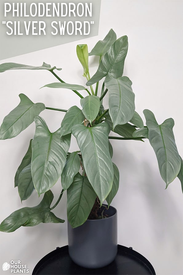 Philodendron Silver Sword in a grey planter on a black coffee table
