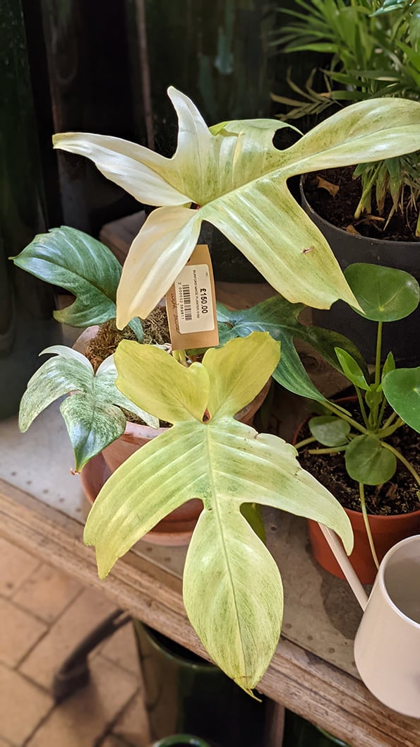 Philodendron Florida Ghost in a  terracotta pot with an expensive price tag attached to the stem