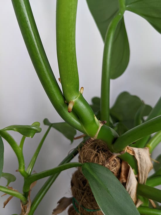 Close shot photo of the philodendron silver sword aerial roots