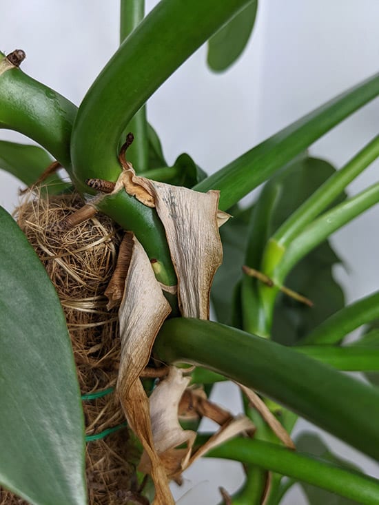 Brown sheath issue on a Silver Sword philodendron