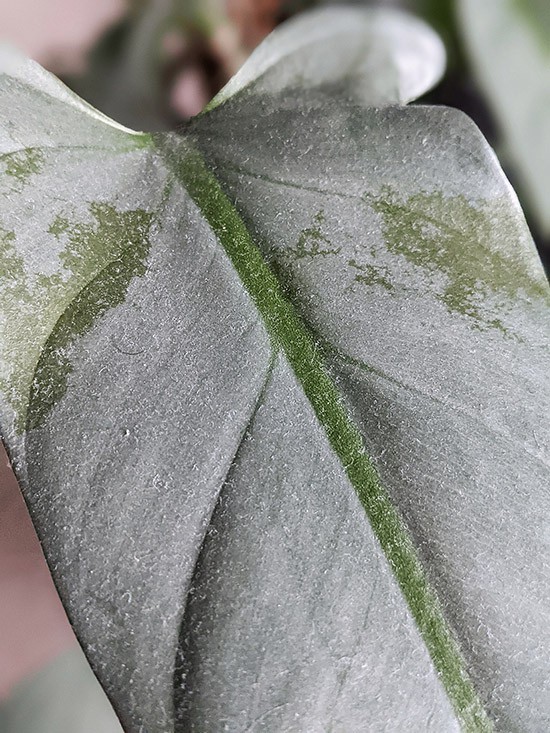 Close up of a dusty leaf on this Silver Sword houseplant