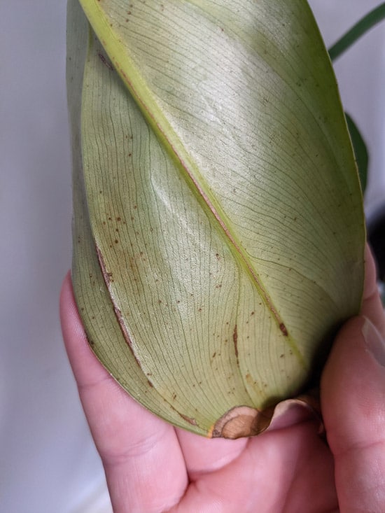 Thrip Damage on the back of a Silver Sword leaf