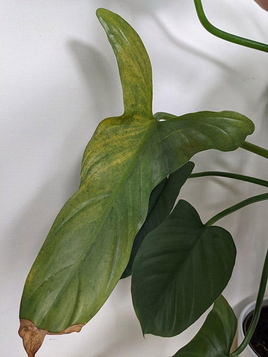 Yellow leaf on a philodendron hastatum plant