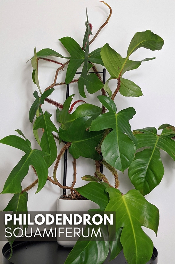 Mature philodendron squamiferum houseplant on a black side table