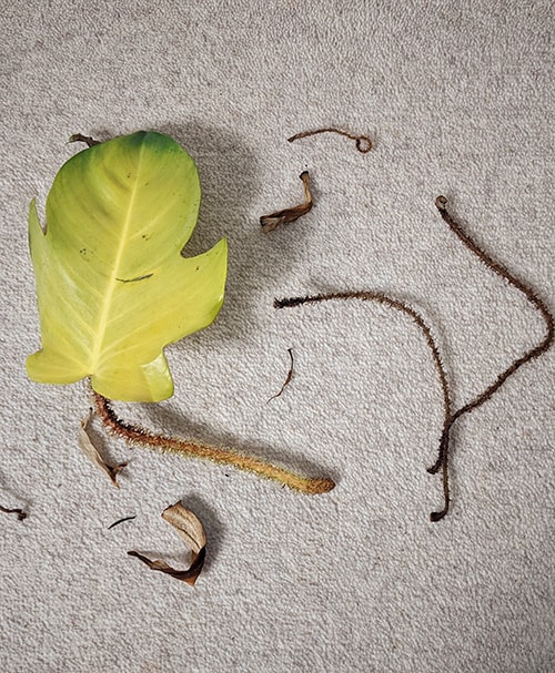 Yellow leaf, broken stems and brown hairy bristle ends all fallen on a carpet