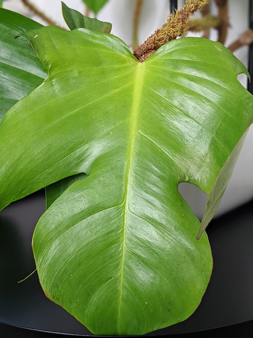 A squamiferum leaf that has changed slighty to a yellow color