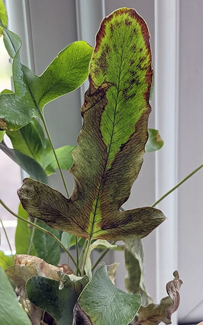 Brown leaf tips and edges caused by dry soil