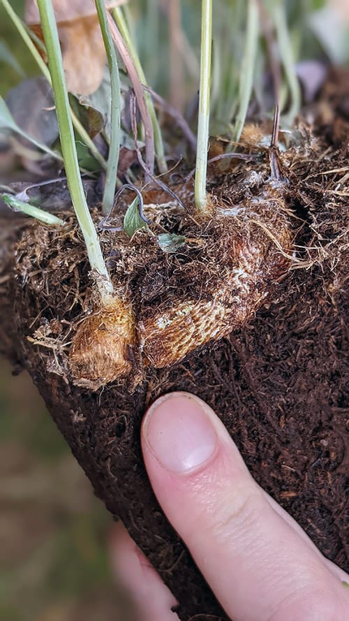 A plant rhizome growing on the surface of the soil