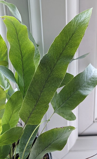 Young Blue Star Fern with a finger shaped leaf