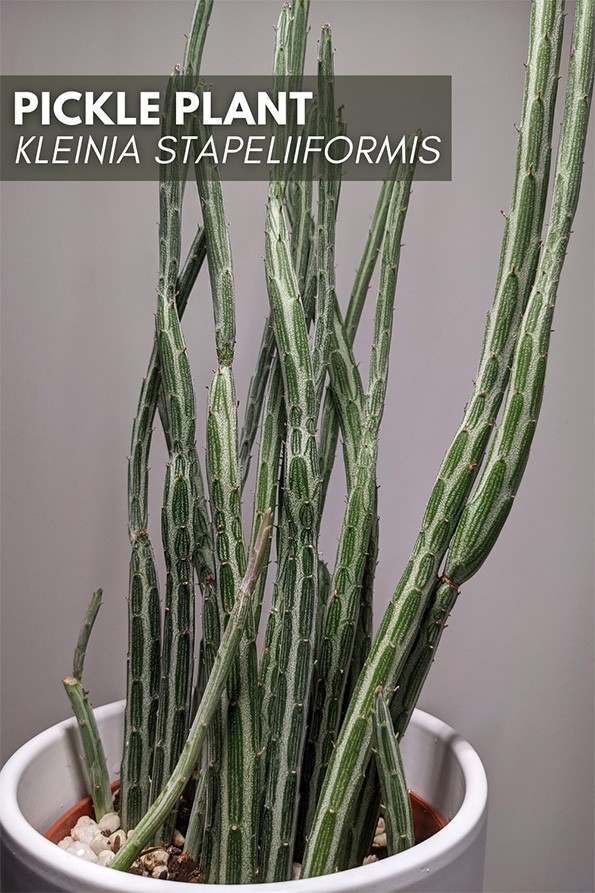 Photo of a Pickle plant houseplant showing off several stems