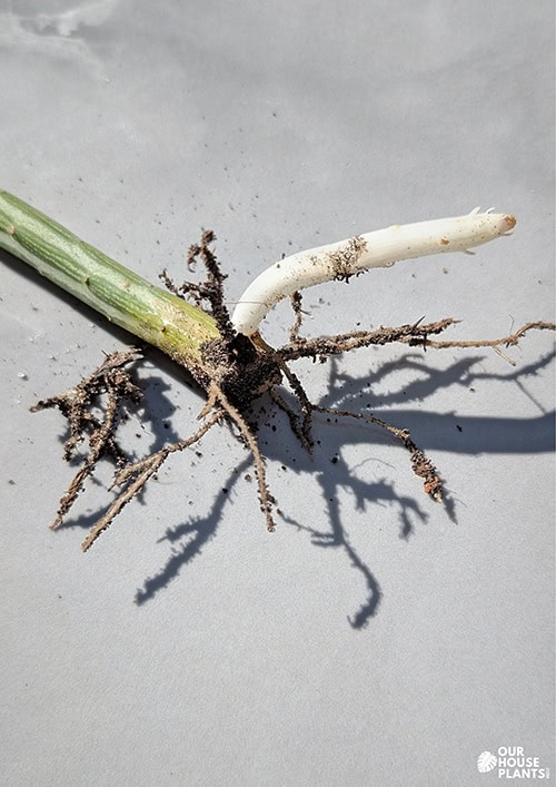 Close-up of a Kleinia stapeliiformis (Pickle Plant) cutting on a grey tile, showing successful root development and a fresh white offshoot emerging from the stem. Close-up of a Kleinia stapeliiformis (Pickle Plant) cutting on a grey tile, showing successful root development and a fresh white offshoot emerging from the stem.