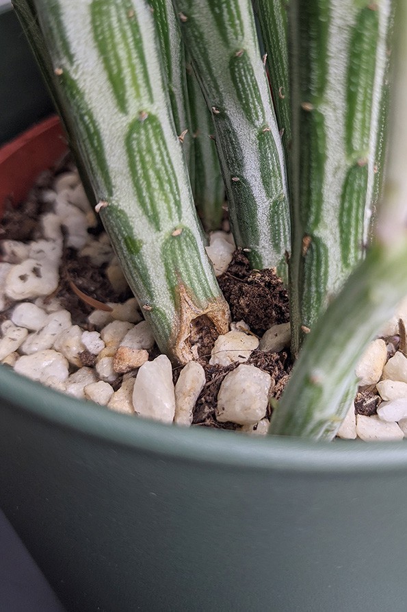 Rot at the base of a Pickle Plant stem