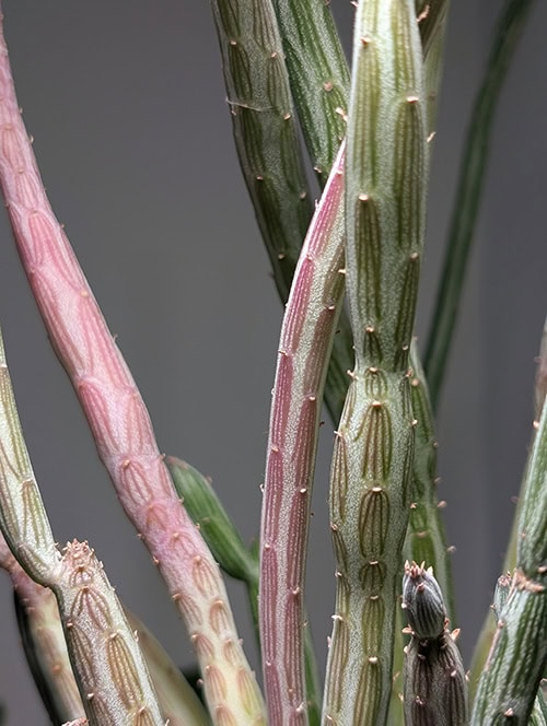Red / Purple stems of a Pickle Plant from being too close to a sunny south facing window Red / Purple stems of a Pickle Plant from being too close to a sunny south facing window