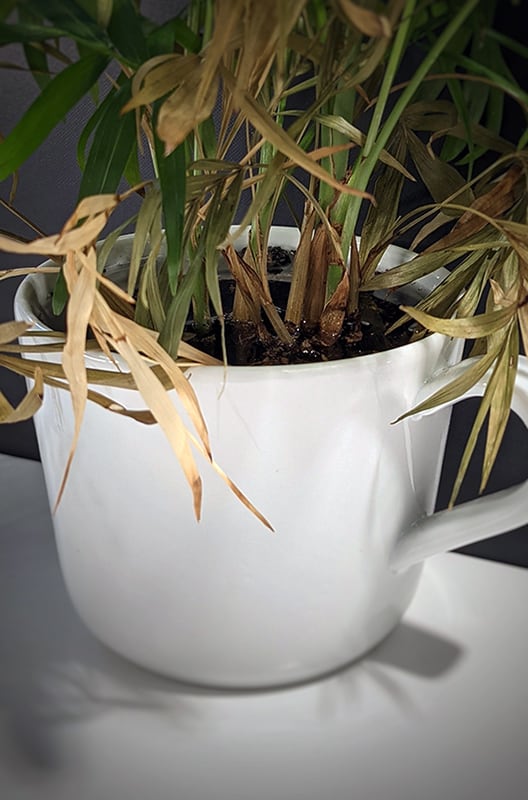 Houseplant in a teacup planter which has water almost overflowing