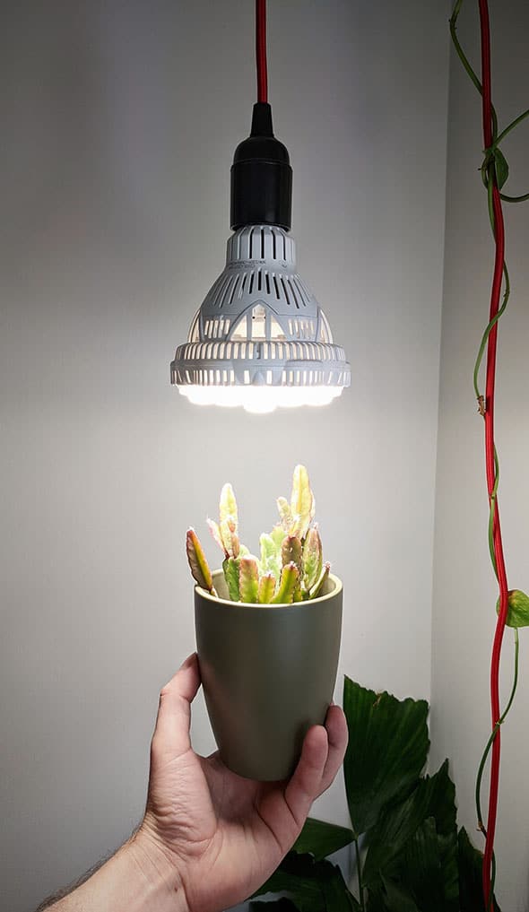 Hurricane Cactus in a light green planter, being held under a grow light