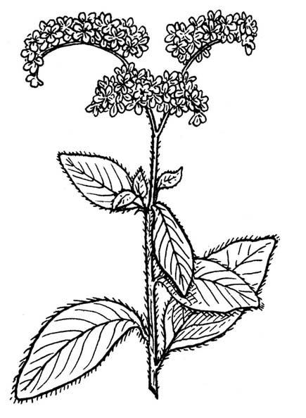 Simple plant illustration in black and white sketch Simple plant illustration in black and white sketch