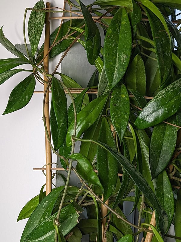 A large Hoya growing over a wooden plant trelis