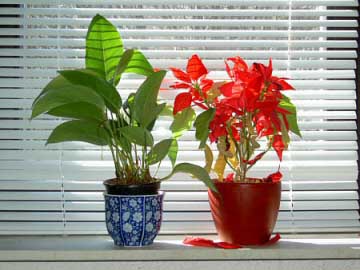 Plants on a window ledge protected from scorching light by blinds