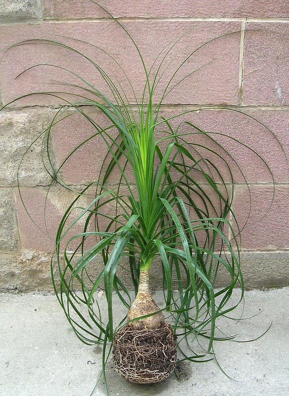 Ponytail Palm being repotted into fresh soil and a new pot