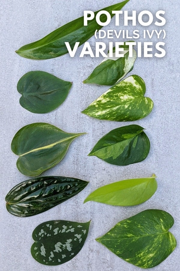A collage showing a variety of pothos leaves