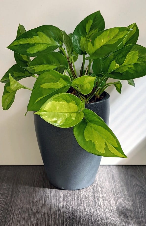 My epipremnum pinnatum marble, one of the chillest plants I have. :  r/houseplants