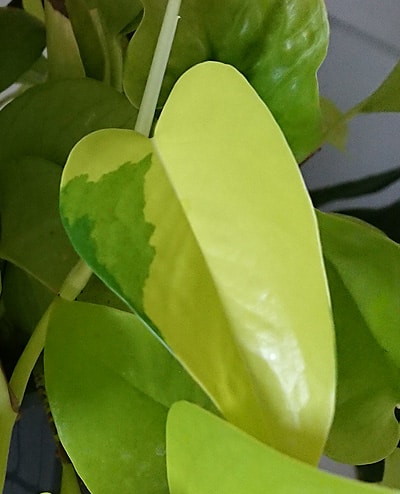 A Leaf reverting back to a dark green