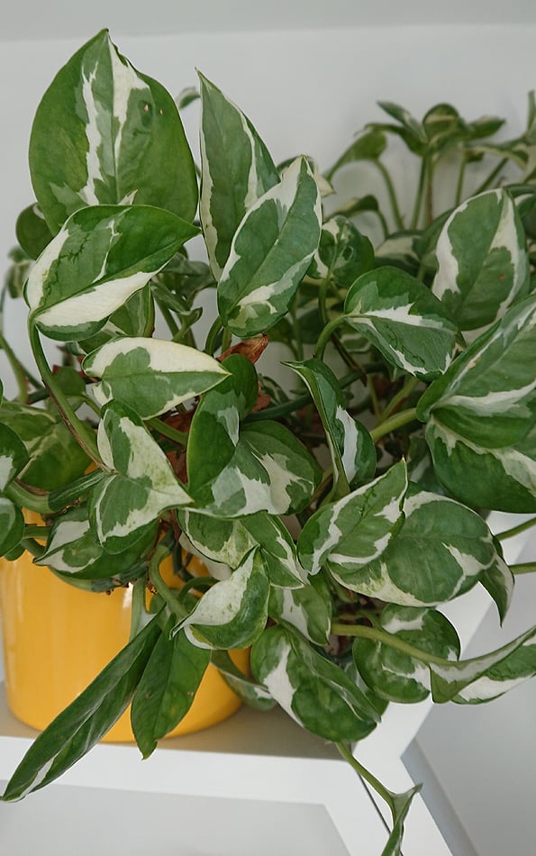 Plant growing in a yellow container