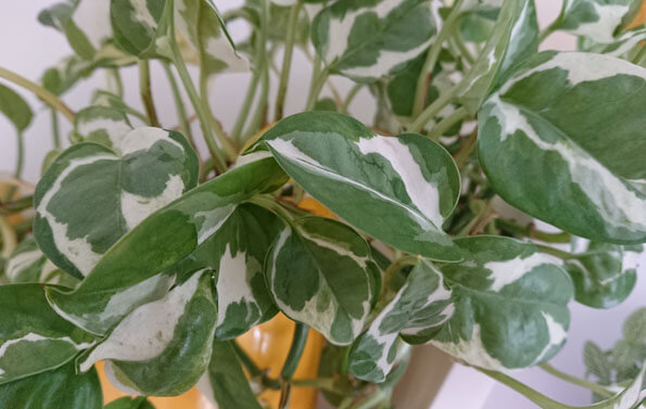 Photo showing the leaf markings of Pothos N'Joy growing in a yellow plant pot