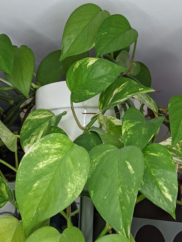 6 in Grower's Pot Perfect Plants Golden Pothos Epipremnum aureum Devil's Ivy Easy Care Houseplant | Air Purifying Perfect for Low to Moderate Light Conditions 