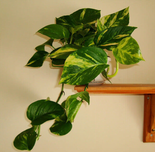 All Pothos cultivars will cope with poor lighting