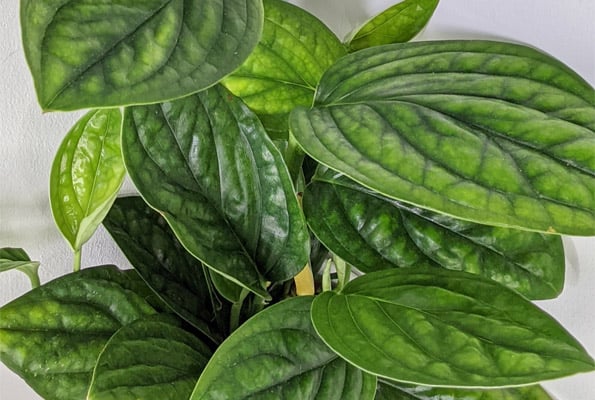 Epipremnum pinnatum Marble Planet also known as Monstera Karstenianum or Monstera Peru