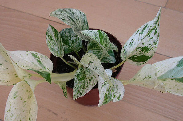 Pothos Marble Queen being grown as a houseplant