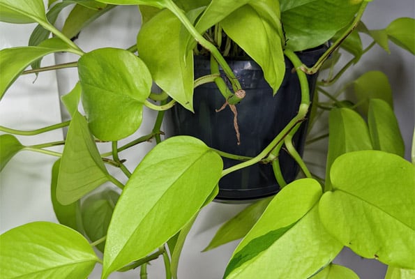 A Neon Pothos growing in a hanging basket