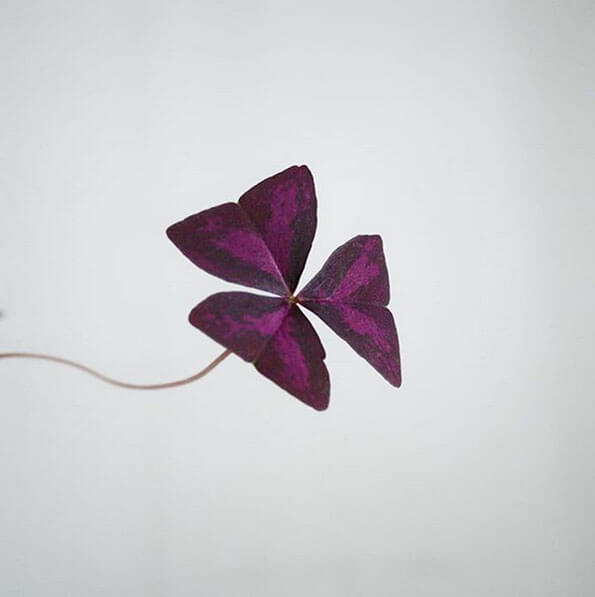 A single leaf and the stem of a Purple Shamrock Plant