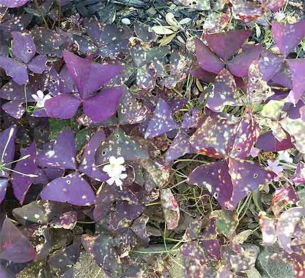 Shamrock plant with white spots and marks on its leaves