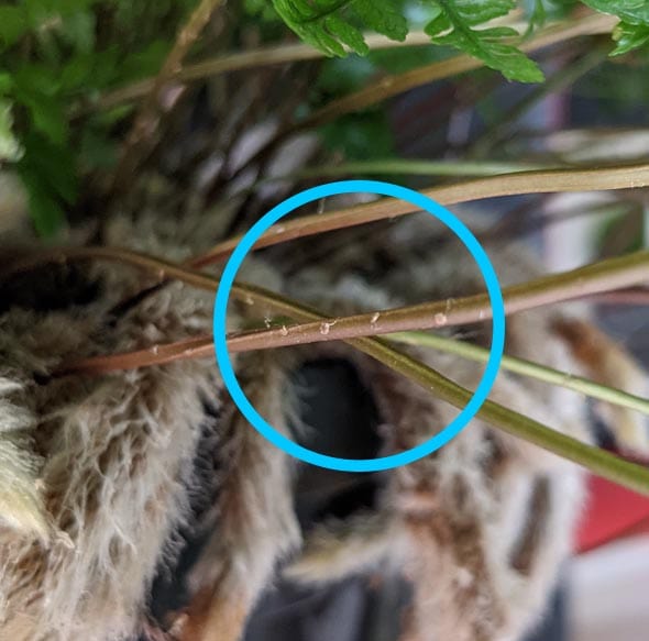 Possible Brown Scale Insects on a Rabbits Foot Fern