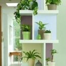 Houseplants That Clean The Air