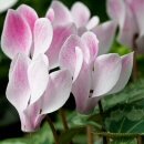 Cyclamen