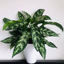 Aglaonema