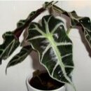 Alocasia