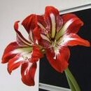 Amaryllis