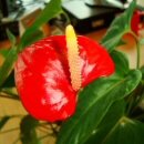 Anthurium