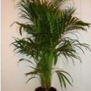 Areca Palm