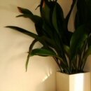 Aspidistra